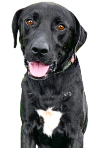 PNG dog photo for home page