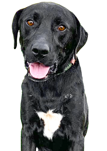 PNG dog photo for home page